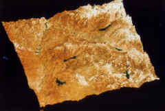 taac-105.JPG (157714 bytes)